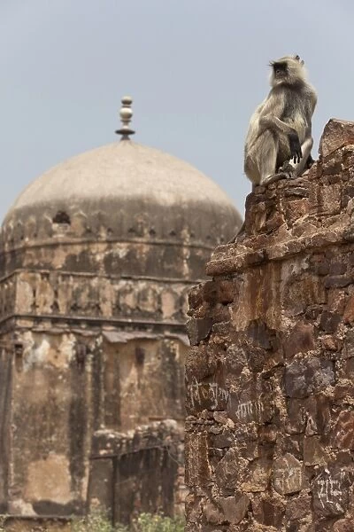 Southern Plains Grey Langur (Semnopithecus dussumieri) adult, sitting on wall of historic fortress, Ranthambore N. P