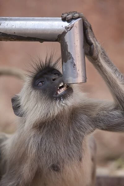 Southern Plains Grey Langur (Semnopithecus dussumieri) adult, drinking water from pump, Ranthambore N. P