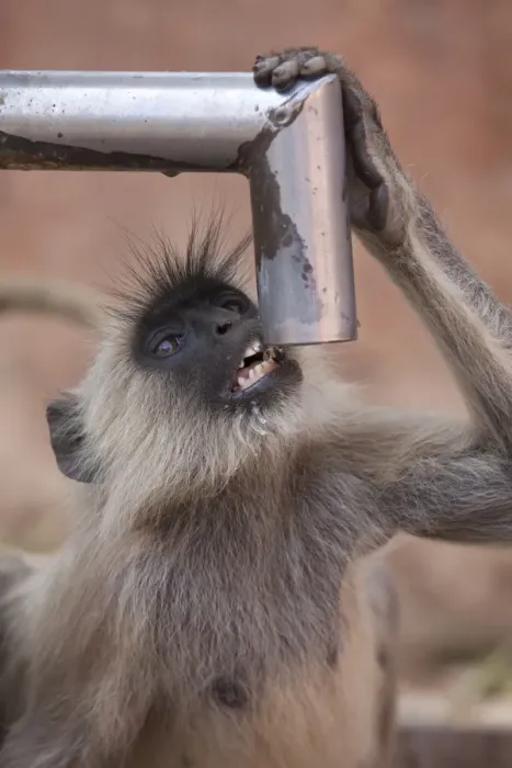 Framed Print : Southern Plains Grey Langur (Semnopithecus dussumieri) adult, drinking water from pump, Ranthambore N. P Framed Print : Southern Plains Grey Langur (Semnopithecus dussumieri) adult, drinking water from pump, Ranthambore N. P