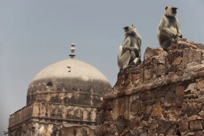 Framed Print : Southern Plains Grey Langur (Semnopithecus dussumieri) two adults, sitting on wall of historic fortress, Ranthambore N. P. Rajasthan, India