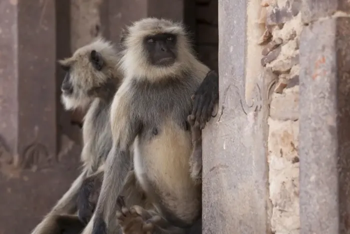 Framed Print : Southern Plains Grey Langur (Semnopithecus dussumieri) two adults, sitting on wall of historic fortress, Ranthambore N. P. Rajasthan, India Framed Print : Southern Plains Grey Langur (Semnopithecus dussumieri) two adults, sitting on wall of historic fortress, Ranthambore N. P. Rajasthan, India