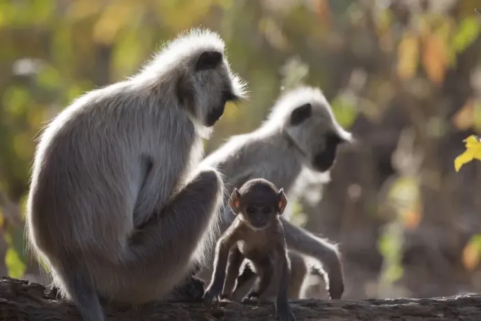 Framed Print : Southern Plains Grey Langur (Semnopithecus dussumieri) adults with baby, sitting on branch, backlit, Kanha N. P. Madhya Pradesh, India