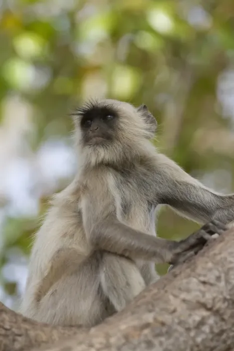 Framed Print : Southern Plains Grey Langur (Semnopithecus dussumieri) immature, sitting on branch, Ranthambore N. P. Rajasthan, India Framed Print : Southern Plains Grey Langur (Semnopithecus dussumieri) immature, sitting on branch, Ranthambore N. P. Rajasthan, India