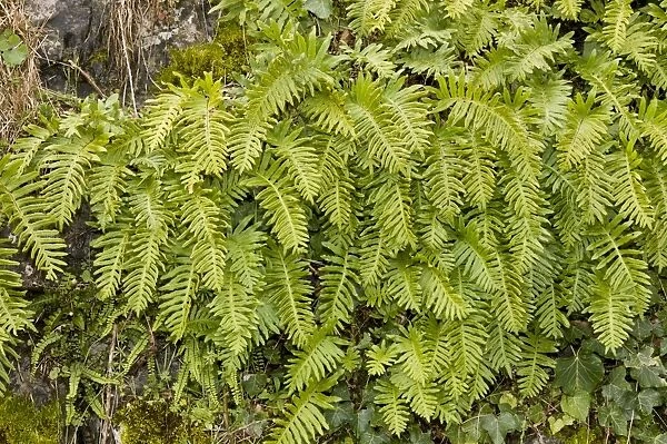 Southern Polypody (Polypodium australe) fronds, growing on bank, Picos de Europa, Cantabrian Mountains, Spain, March