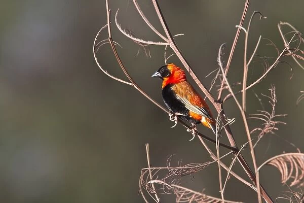 Southern Red Bishop Male at Rietvei Nature reserve near Pretoria, South Africa