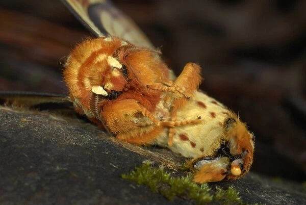 Southern Regal Moth (Citheronia lobesis) adult, curled up in defensive wasp immitation pose, in cloudforest