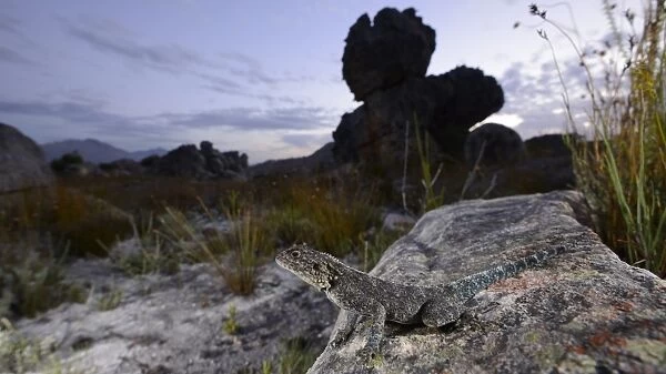 Southern Rock Agama (Agama atra) adult, standing on rock in habitat at sunset, South Africa, February