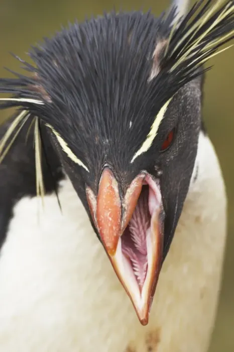 Framed Print : Southern Rockhopper Penguin (Eudyptes chrysocome chrysocome) adult, calling, close-up of head, New Island, Falkland Islands Framed Print : Southern Rockhopper Penguin (Eudyptes chrysocome chrysocome) adult, calling, close-up of head, New Island, Falkland Islands