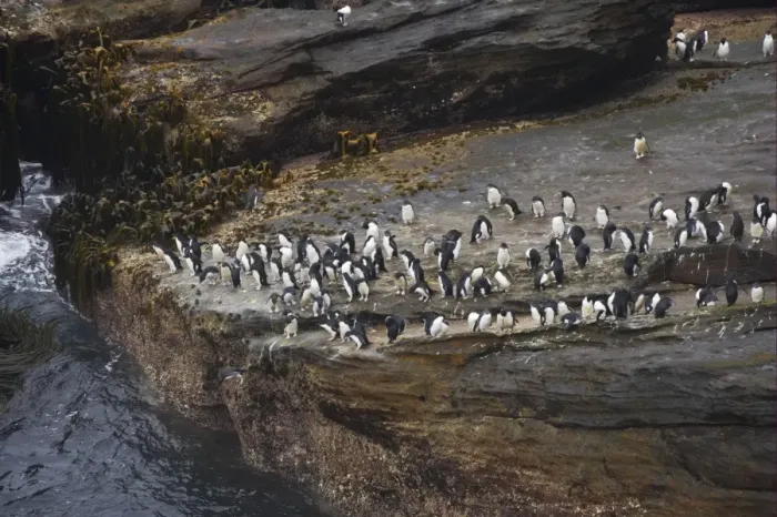 Framed Print : Southern Rockhopper Penguin (Eudyptes chrysocome chrysocome) adults and chicks, group waiting to enter sea, in rocky coastal habitat, New Island, Falkland Islands