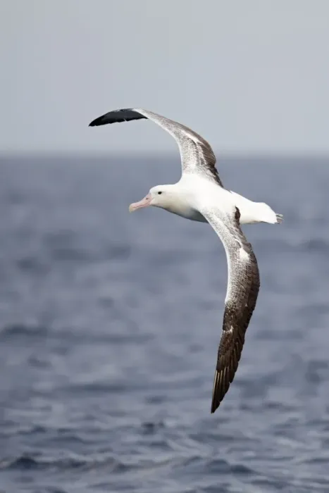 Framed Print : Southern Royal Albatross (Diomedea epomophora) adult, in flight over sea, off New Zealand, March
