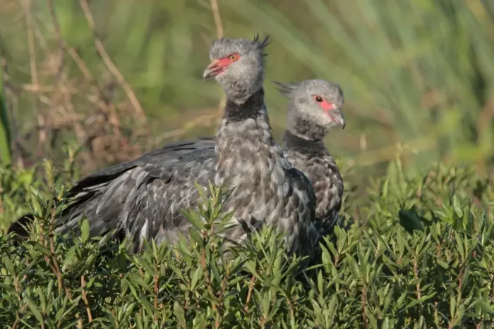 Framed Print : Southern Screamer (Chauna torquata) adult pair, standing in vegetation, Ibera Marshes, Corrientes, Argentina, november Framed Print : Southern Screamer (Chauna torquata) adult pair, standing in vegetation, Ibera Marshes, Corrientes, Argentina, november