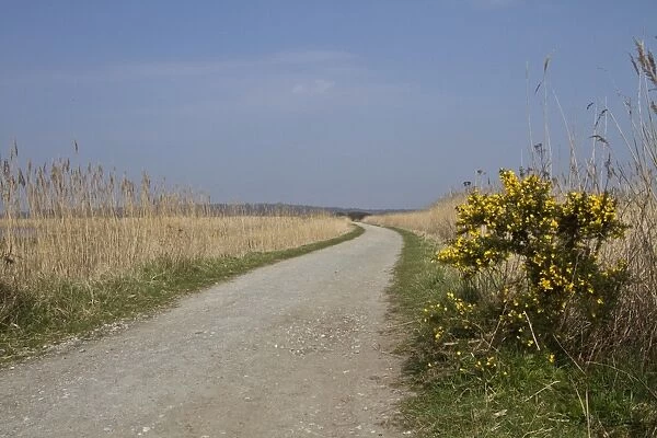 Southern section of the Scrape walk at RSPB Minsmere, Suffolk with common reed and Gorse