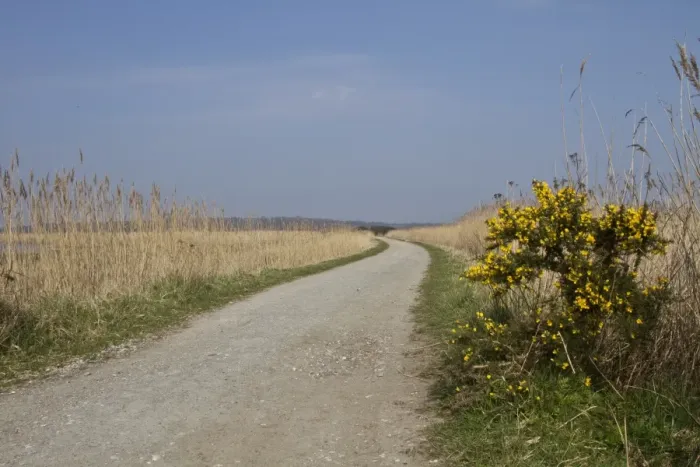 Framed Print : Southern section of the Scrape walk at RSPB Minsmere, Suffolk with common reed and Gorse Framed Print : Southern section of the Scrape walk at RSPB Minsmere, Suffolk with common reed and Gorse