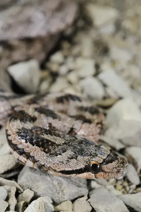 Framed Print : Southern Smooth Snake (Coronella girondica) adult, close-up of head, Italy, july Framed Print : Southern Smooth Snake (Coronella girondica) adult, close-up of head, Italy, july