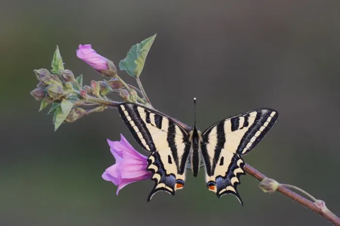 Framed Print : Southern Swallowtail (Papilio alexanor) adult, resting on flowering mallow, Greece, april Framed Print : Southern Swallowtail (Papilio alexanor) adult, resting on flowering mallow, Greece, april