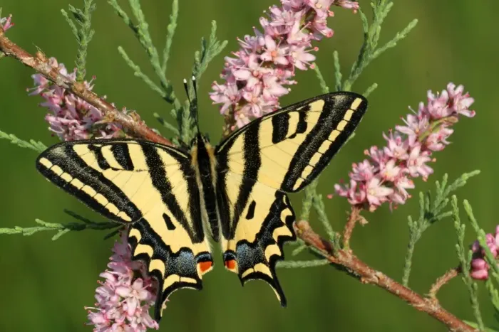 Framed Print : Southern Swallowtail (Papilio alexanor) adult male, feeding on French Tamarisk (Tamarix gallica) flowers, Peloponesos, Greece, april Framed Print : Southern Swallowtail (Papilio alexanor) adult male, feeding on French Tamarisk (Tamarix gallica) flowers, Peloponesos, Greece, april