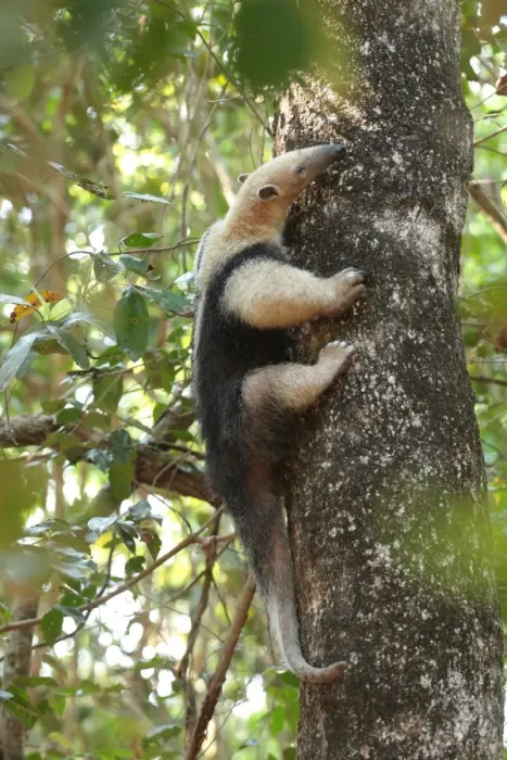 Framed Print : Southern Tamandua (Tamandua tetradactyla) adult, climbing tree trunk, Pouso Alegre, Mato Grosso, Brazil, september Framed Print : Southern Tamandua (Tamandua tetradactyla) adult, climbing tree trunk, Pouso Alegre, Mato Grosso, Brazil, september