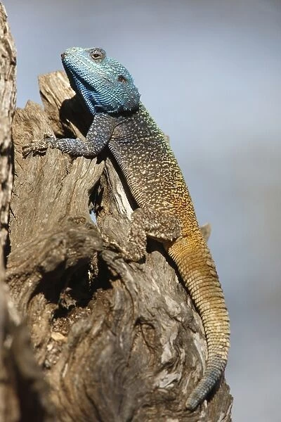 Southern Tree Agama (Acanthocercus atricollis) adult male, resting on tree trunk, Pilanesberg N. P. North West Province, South Africa