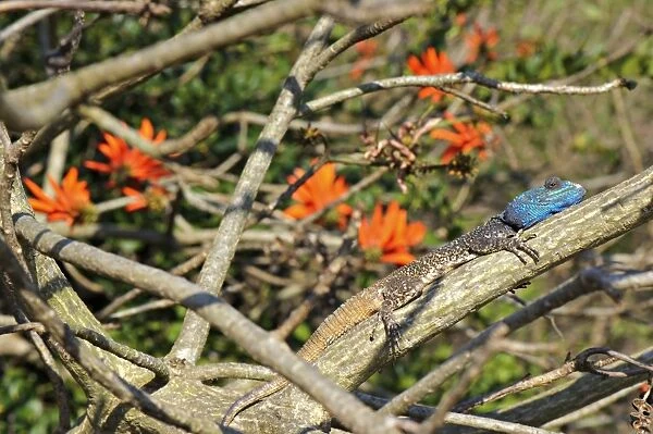 Southern Tree Agama (Acanthocercus atricollis) adult male, in breeding colours, basking on branch, South Africa
