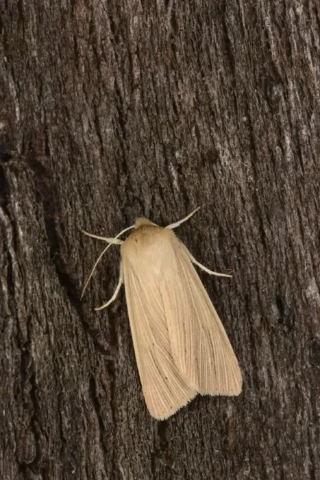 Framed Print : Southern Wainscot (Mythimna straminea) adult, resting on bark, Oxfordshire, England, August Framed Print : Southern Wainscot (Mythimna straminea) adult, resting on bark, Oxfordshire, England, August