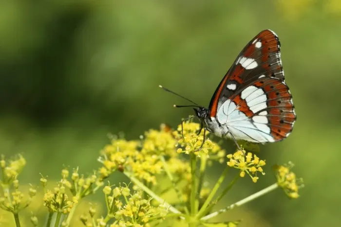 Framed Print : Southern White Admiral (Limenitis reducta) adult, underside, feeding on flowers, Lesvos, Greece, may