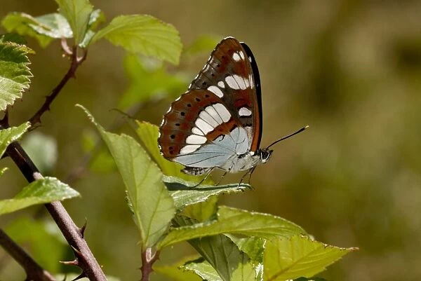 Southern White Admiral (Limenitis reducta) adult, resting on leaf, Brenne, France, August