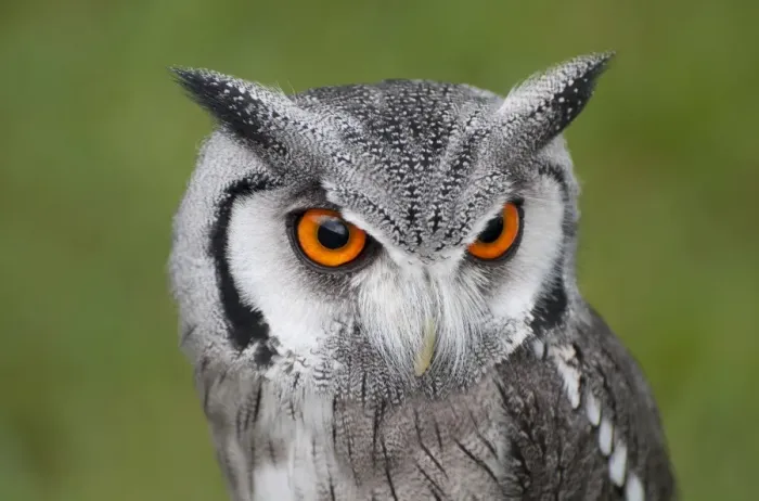 Framed Print : Southern White-faced Owl (Ptilopsis granti) adult, close-up of head (captive) Framed Print : Southern White-faced Owl (Ptilopsis granti) adult, close-up of head (captive)