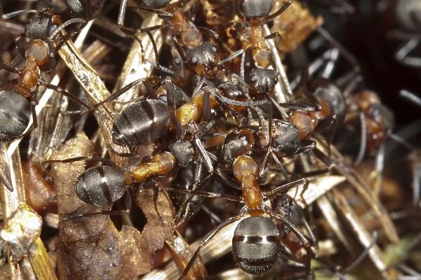 Southern Wood Ant (Formica rufa) adult workers, on surface of nest mound, Exmoor, Somerset, England, May