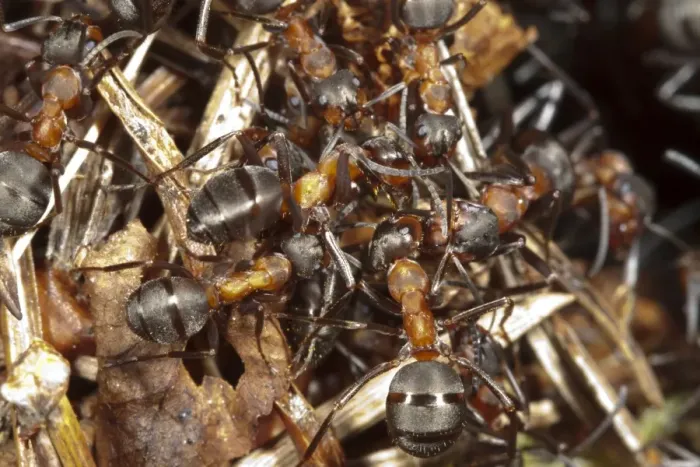 Framed Print : Southern Wood Ant (Formica rufa) adult workers, on surface of nest mound, Exmoor, Somerset, England, May Framed Print : Southern Wood Ant (Formica rufa) adult workers, on surface of nest mound, Exmoor, Somerset, England, May