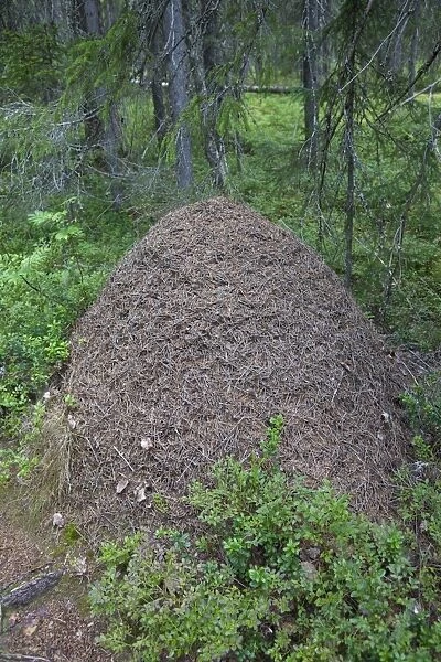 Southern Wood Ant (Formica rufa) nest, in coniferous forest, Finland, july
