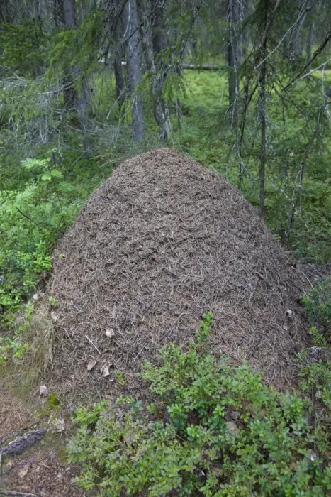 Framed Print : Southern Wood Ant (Formica rufa) nest, in coniferous forest, Finland, july