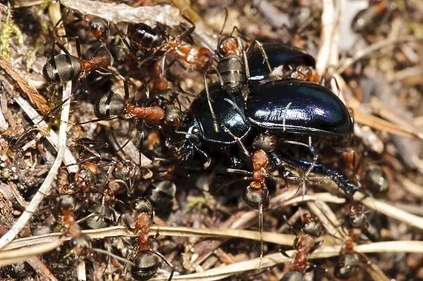 Southern Wood Ant (Formica rufa) workers, group dragging Violet Ground Beetle (Carabus violaceus) into nest