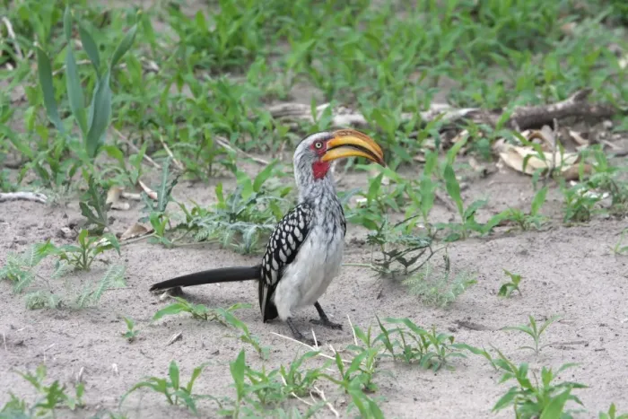 Framed Print : Southern Yellow-billed Hornbill (Tockus leucomelas) adult, standing on ground, Okavango Delta, Botswana Framed Print : Southern Yellow-billed Hornbill (Tockus leucomelas) adult, standing on ground, Okavango Delta, Botswana