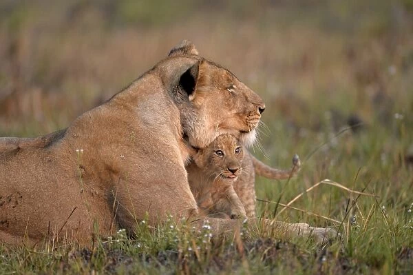 Southwest African Lion (Panthera leo bleyenberghi) adult female with young cub, resting, Kafue N. P. Zambia, September