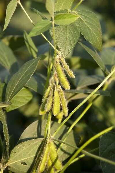 Soya Bean (Glycine max) crop, close-up of pods on plant, Pennsylvania, U. S. A. august