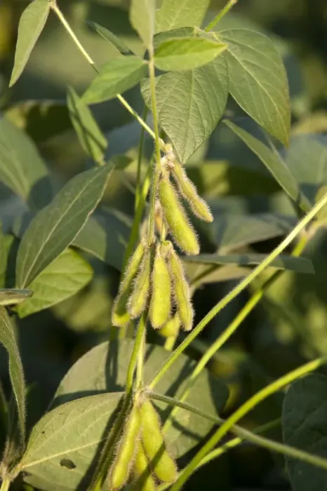 Framed Print : Soya Bean (Glycine max) crop, close-up of pods on plant, Pennsylvania, U. S. A. august Framed Print : Soya Bean (Glycine max) crop, close-up of pods on plant, Pennsylvania, U. S. A. august