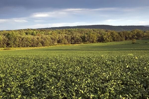 Soya Bean (Glycine max) crop, field in evening sunlight, Pennsylvania, U. S. A. august