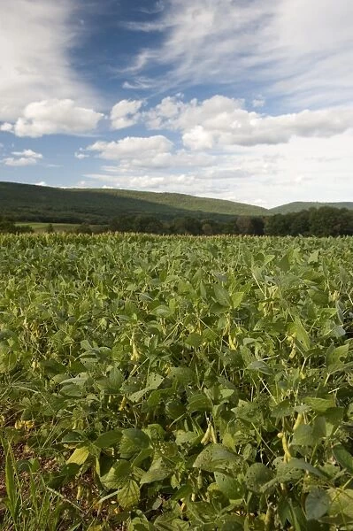 Soya Bean (Glycine max) crop, growing in field, Pennsylvania, U. S. A. august