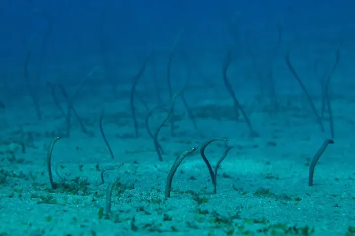 Framed Print : Spaghetti Garden Eel (Gorgasia maculata) adults, emerging from burrows, Blue Water Muck dive site, Uhak River Framed Print : Spaghetti Garden Eel (Gorgasia maculata) adults, emerging from burrows, Blue Water Muck dive site, Uhak River