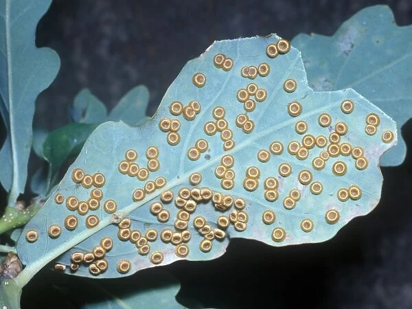 Spangle Gall (Neuroterus numismalis) On underside of oak leaves