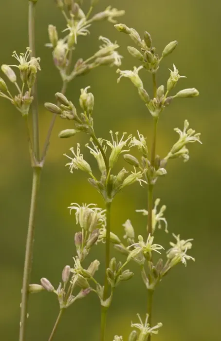 Framed Print : Spanish Catchfly (Silene otites) flowering, Cranwich Camp, Breckland, Norfolk, England, july Framed Print : Spanish Catchfly (Silene otites) flowering, Cranwich Camp, Breckland, Norfolk, England, july