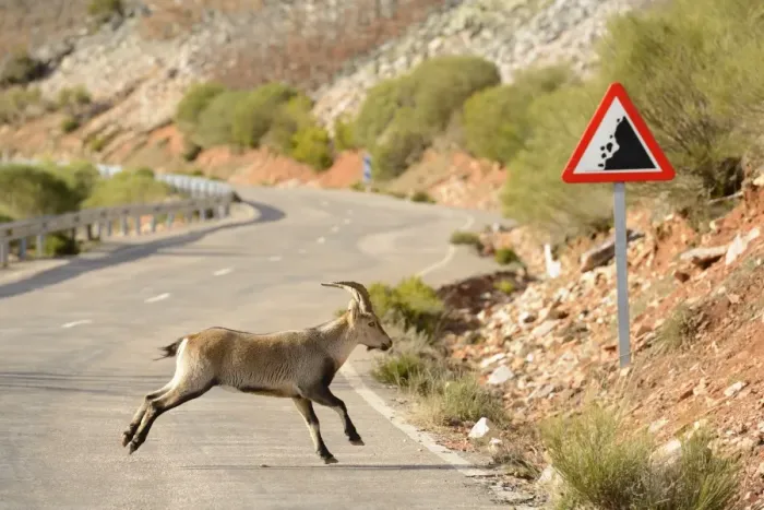 Framed Print : Spanish Ibex (Capra pyrenaica) immature male, running across road with rockfall warning sign, Spain, January Framed Print : Spanish Ibex (Capra pyrenaica) immature male, running across road with rockfall warning sign, Spain, January