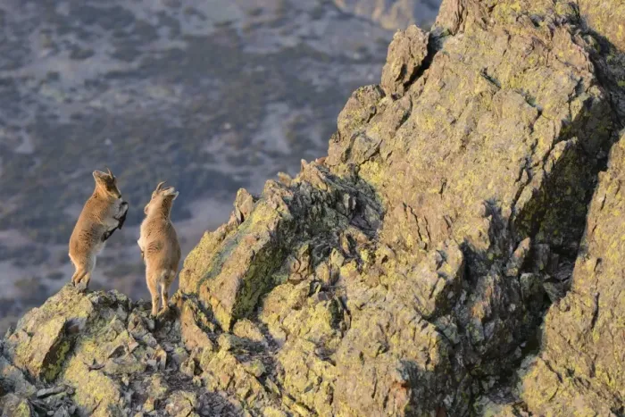 Framed Print : Spanish Ibex (Capra pyrenaica) two young, play-fighting on rocks in mountain habitat, Spain, January