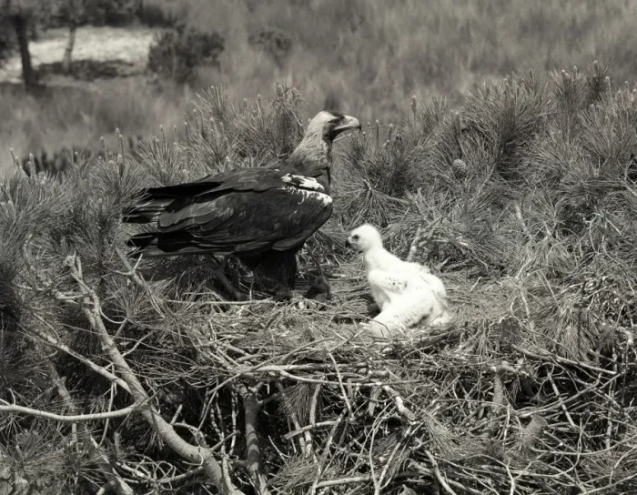 Framed Print : Spanish Imperial Eagle, Coto Donana Spain. Taken by Eric Hosking in 1957 Framed Print : Spanish Imperial Eagle, Coto Donana Spain. Taken by Eric Hosking in 1957