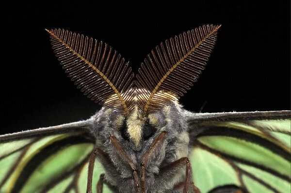 Spanish Moon Moth (Graellsia isabellae) adult male, close-up of head and antennae, captive bred