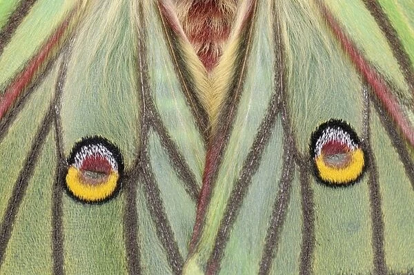 Spanish Moon Moth (Graellsia isabellae) adult female, close-up of eye-spots on wings (captive bred)