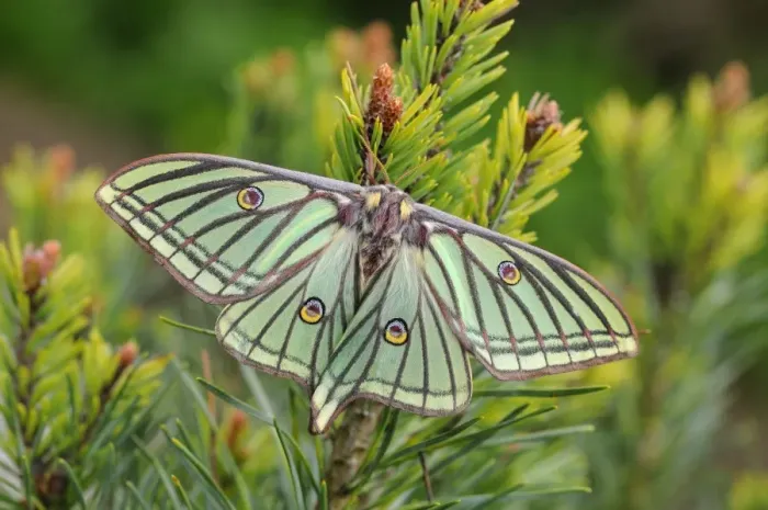 Framed Print : Spanish Moon Moth (Graellsia isabellae) adult female, resting on Scots Pine (Pinus sylvestris) twig (captive bred) Framed Print : Spanish Moon Moth (Graellsia isabellae) adult female, resting on Scots Pine (Pinus sylvestris) twig (captive bred)