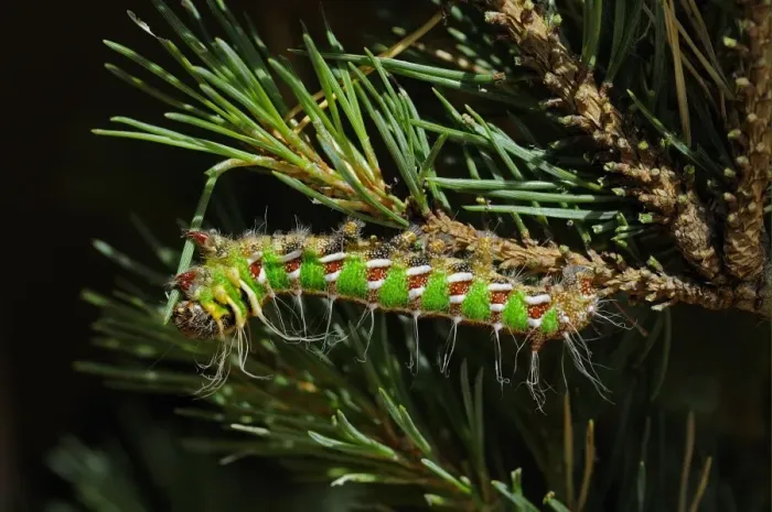 Framed Print : Spanish Moon Moth (Graellsia isabellae) fully grown larva, feeding on Scots Pine (Pinus sylvestris) Framed Print : Spanish Moon Moth (Graellsia isabellae) fully grown larva, feeding on Scots Pine (Pinus sylvestris)