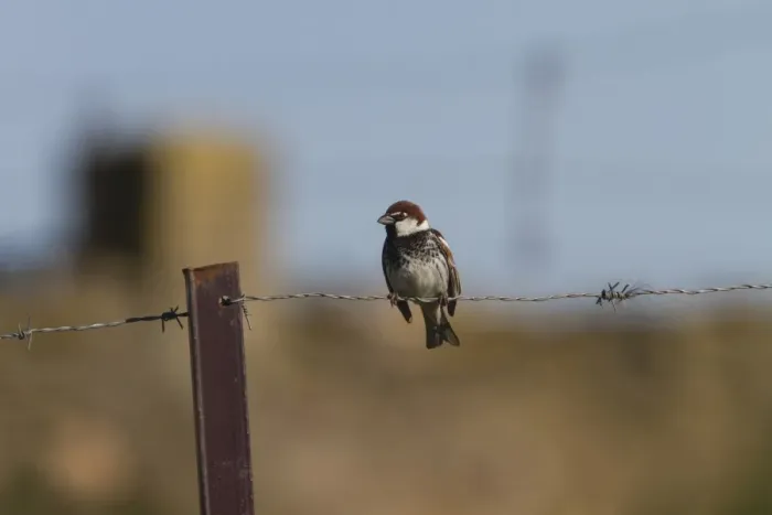 Framed Print : Spanish Sparrow male on barbed wire fence - Extremadura Spain Framed Print : Spanish Sparrow male on barbed wire fence - Extremadura Spain