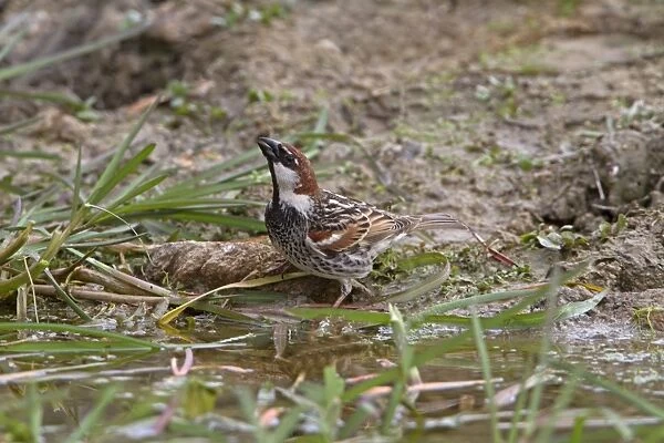 Spanish Sparrow (Passer hispaniolensis) adult male, drinking from pool, Extremadura, Spain, April
